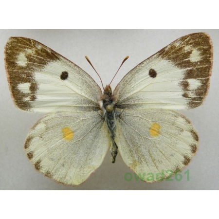 Colias erate poligraphus Motschulsky, 1860 China2